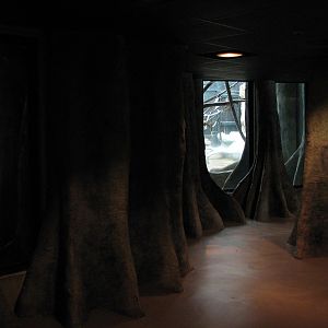 Apes of Africa - Bonobo Exhibit Viewing Area