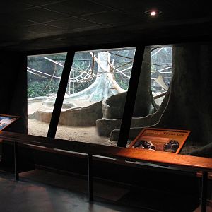 Apes of Africa - Bonobo Exhibit Viewing Area