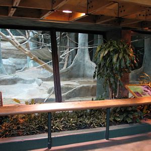 Apes of Africa - Bonobo Exhibit Viewing Area