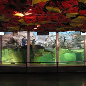 Aviary - Gentoo and Rockhopper Penguins Exhibit