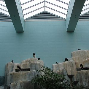 Aviary - Walkthrough Aviary