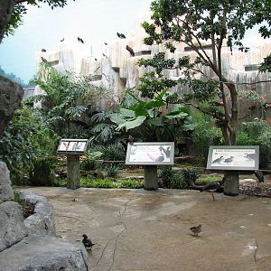 Aviary - Walkthrough Aviary