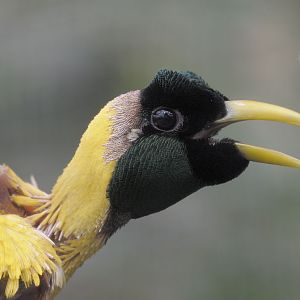 Red bird of paradise in moult
