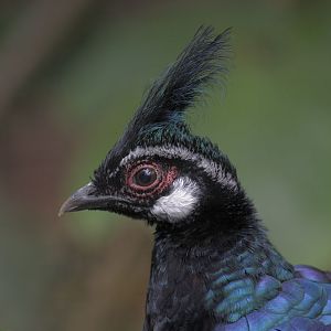 Palawan peacock pheasant