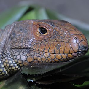 Caiman lizard