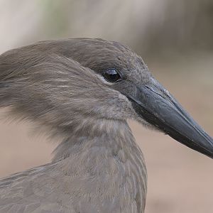 Hammerkop