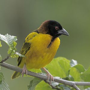 Black-headed village weaver