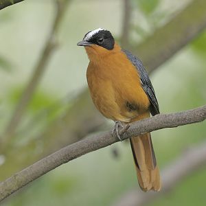 Snowy-crowned robin chat