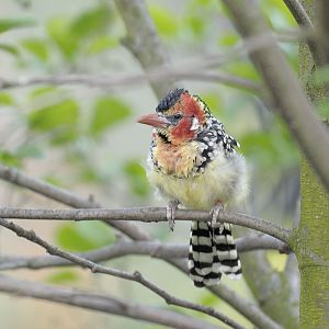 Red and yellow barbet