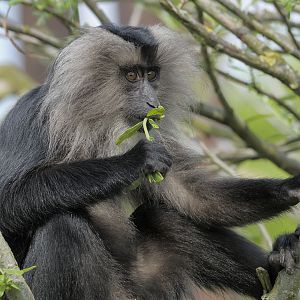 Lion-tailed macaque, subadult