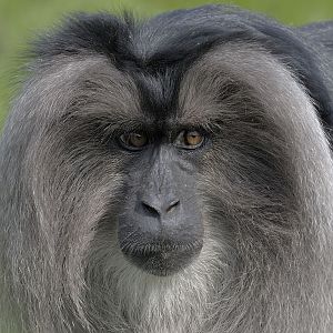 Lion-tailed macaque, female