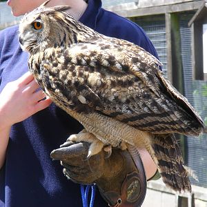 European eagle owl at British Wildlife Centre, 30 May 2010