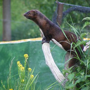 American mink at British Wildlife Centre, 30 May 2010