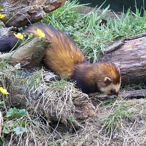Polecat at British Wildlife Centre, 30 May 2010