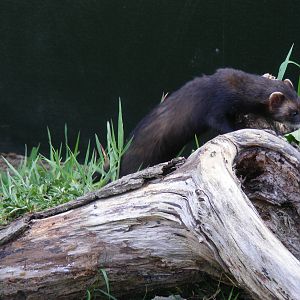 Polecat at British Wildlife Centre, 30 May 2010