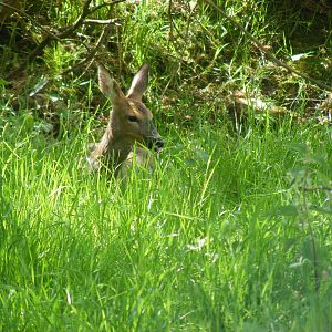 Roe deer at British Wildlife Centre, 30 May 2010