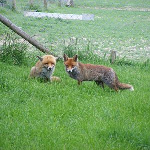 Marley and Biscuit the red foxes at British Wildlife Centre, 30 May 2010