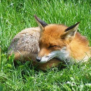 Red fox (Flo?) at British Wildlife Centre, 30 May 2010