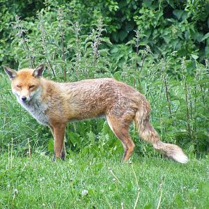 Red fox (Frodo?) at British Wildlife Centre, 30 May 2010