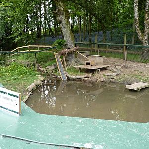Asian Short-Clawed Otter Pen