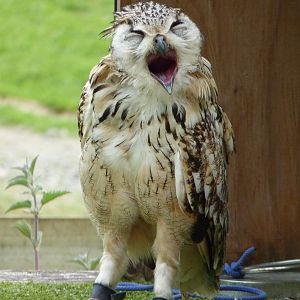 Karulah the Bengal Eagle Owl