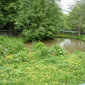 European Otter Enclosure