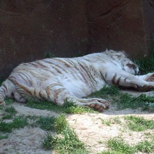 Male White Tiger