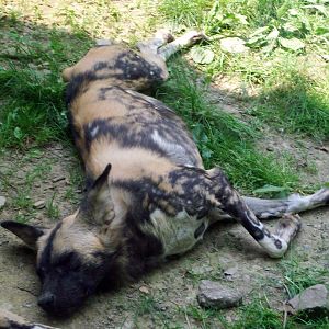 African Wild Dog
