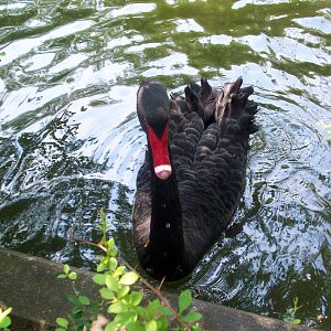Australian Black Swan