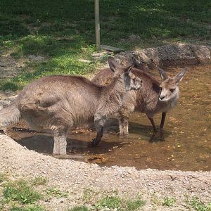 Did I say you could come into my pool?