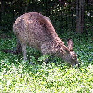 Grey Kangaroo