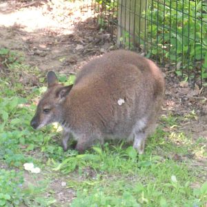 Bennett Wallaby.