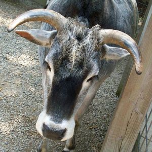 Sweet Zebu.