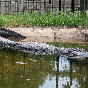 American Alligator.
