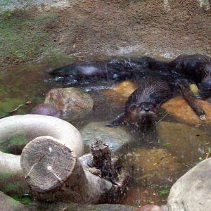 Can I get a pool upgrade?