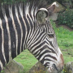 Grevy's zebra 1.6.10