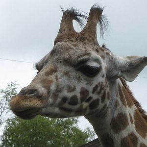 Bella, Giraffe 1.6.10