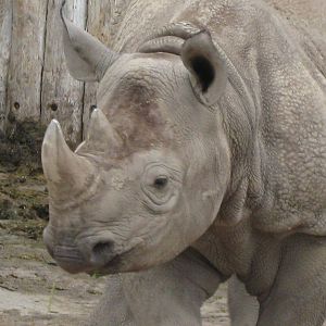 Black Rhino, Asani 1.6.10