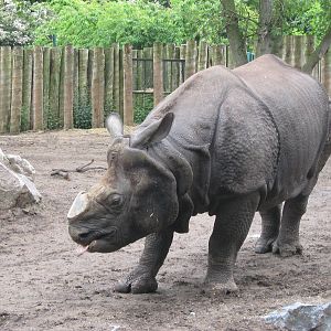 Indian Rhino Babuu 1.6.10