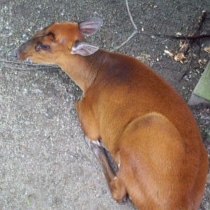 Muntjac
