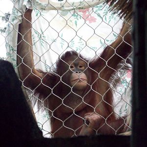 A Guard to the Orangutan Exhibit