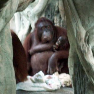 Dasa with baby Ollie