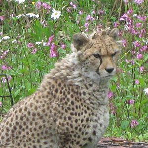 Kinky Tail, female cheetah 1.6.10