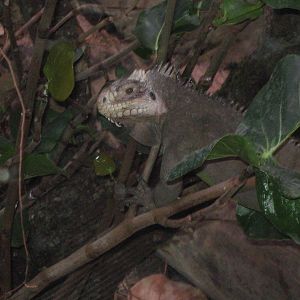 Iguana in Islands in Danger