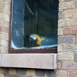 Admiring the Outside World