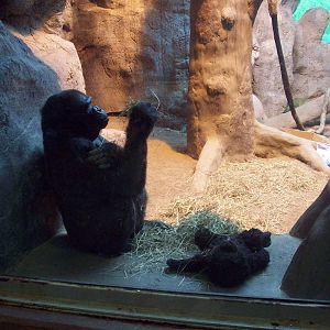 Samantha, the Lone Gorilla.