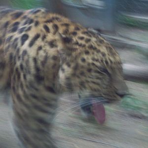 Speedy Amur Leopard