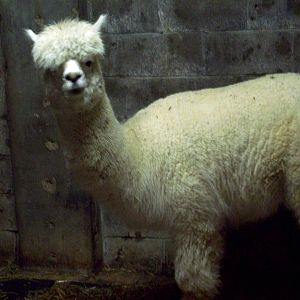 Alpaca.