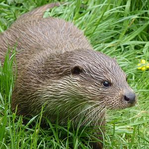 European Otter