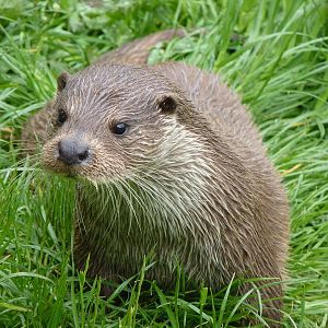 European Otter